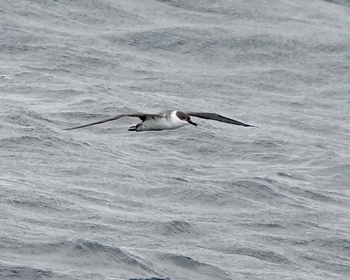 great shearwater